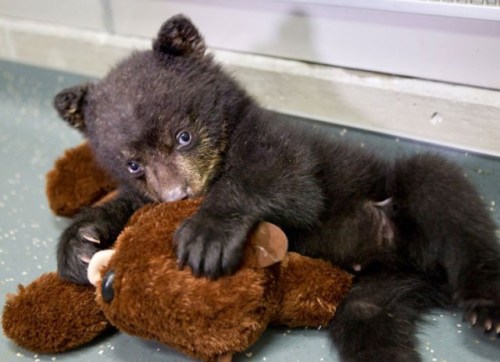 baby-bear-play-with-teddy-bear